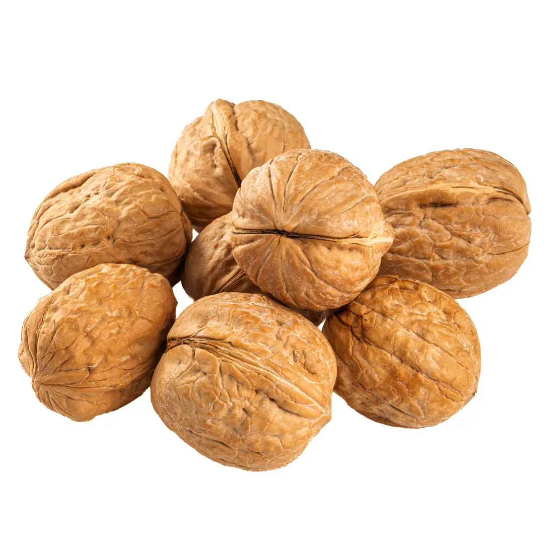 Walnut & Shell Chandler Light